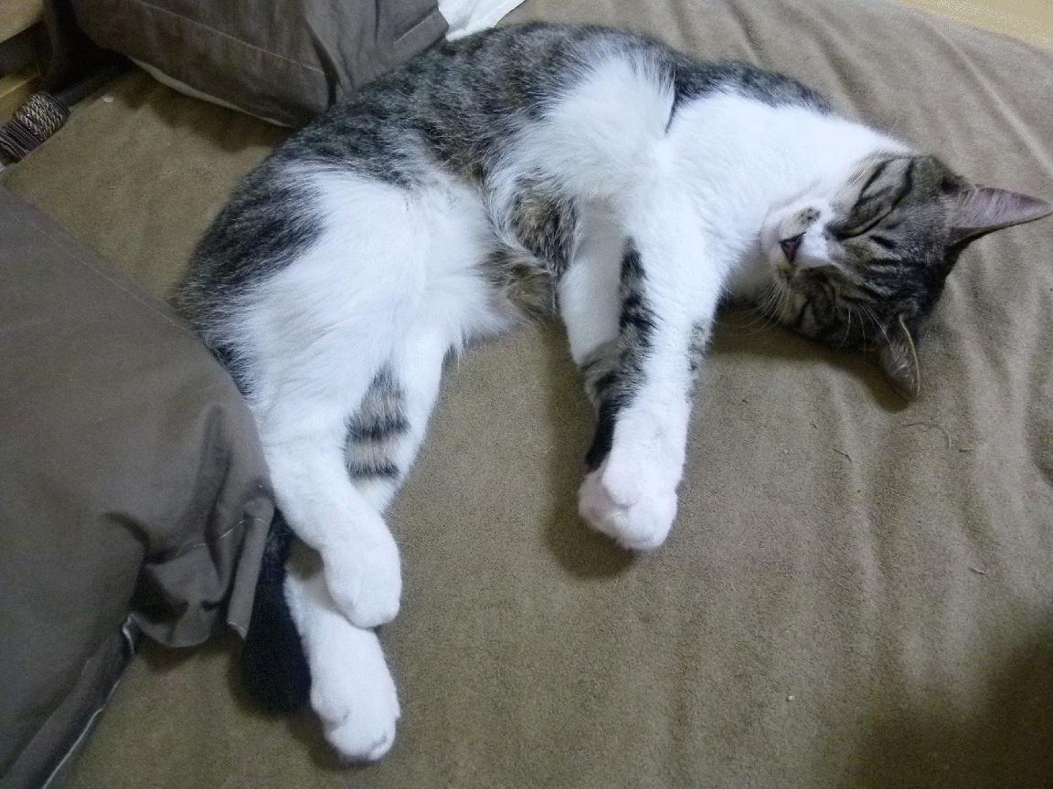 乐鱼官网-森林狼替补后卫连续命中三分引掌声,森林狼错过的新秀