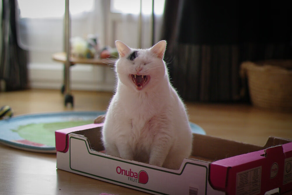 乐鱼体育官网投注-欧洲杯决战夜:战术变革引爆火花!,欧洲杯决赛战报